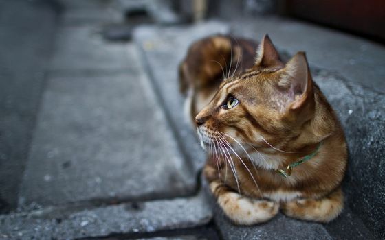 В Доброполье победила «кошачья» петиция