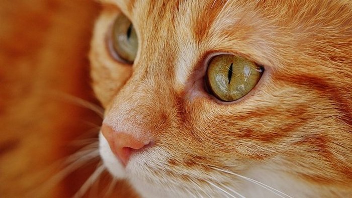 Почувствуйте себя котом: как и в каких цветах видят мир животные