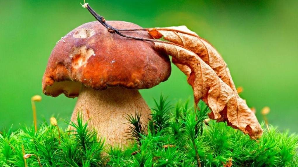Добропольчанам на заметку: как полакомиться грибами и не отравиться