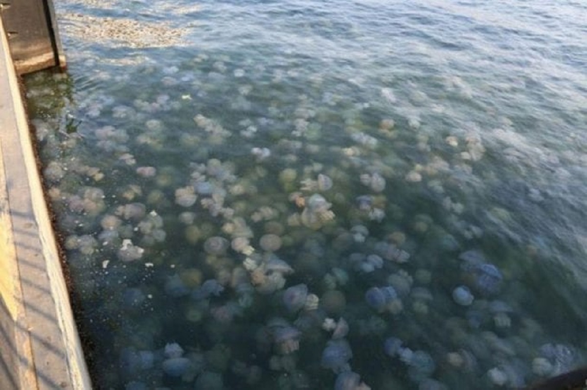 Медузы азовское море