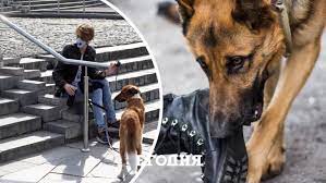 В Украине заставят страховать собак: кому придется заплатить за своего питомца